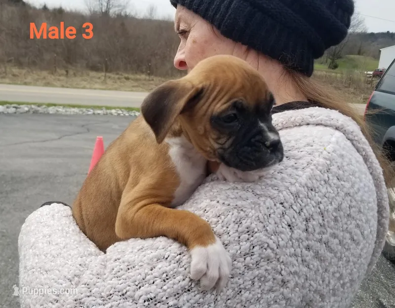 Baxter  – Boxer puppy for sale in Hagerstown, IN