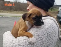 Baxter , a male Boxer for sale in Hagerstown, IN – Photo 1 of 5