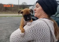 Baxter , a male Boxer for sale in Hagerstown, IN – Photo 3 of 5