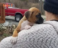 Baxter , a male Boxer for sale in Hagerstown, IN – Photo 2 of 5