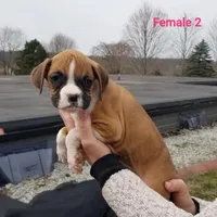 Violet , a female Boxer for sale in Hagerstown, IN – Photo 2 of 6