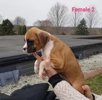 Violet , a female Boxer for sale in Hagerstown, IN – Photo 4 of 6
