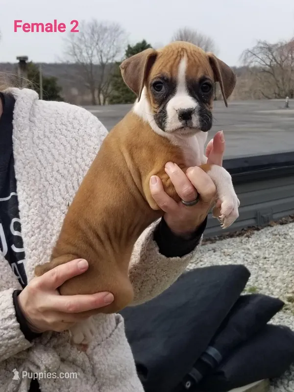 Violet  – Boxer puppy for sale in Hagerstown, IN