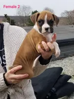 Violet , a female Boxer for sale in Hagerstown, IN – Photo 1 of 6