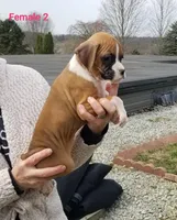 Violet , a female Boxer for sale in Hagerstown, IN – Photo 3 of 6