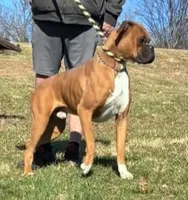Winston , a male Boxer for sale in Hagerstown, IN – Photo 3 of 4