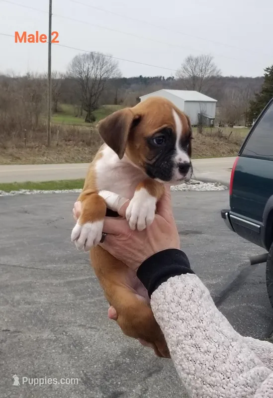 Winston  – Boxer puppy for sale in Hagerstown, IN