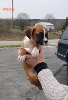 Winston , a male Boxer for sale in Hagerstown, IN – Photo 1 of 4