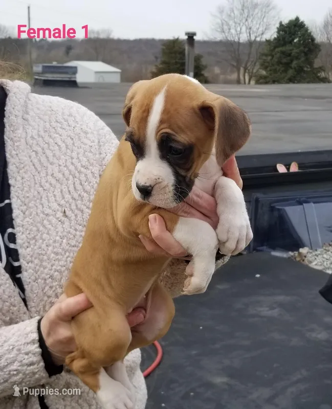 Willow – Boxer puppy for sale in Hagerstown, IN