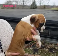 Willow, a female Boxer for sale in Hagerstown, IN – Photo 2 of 4