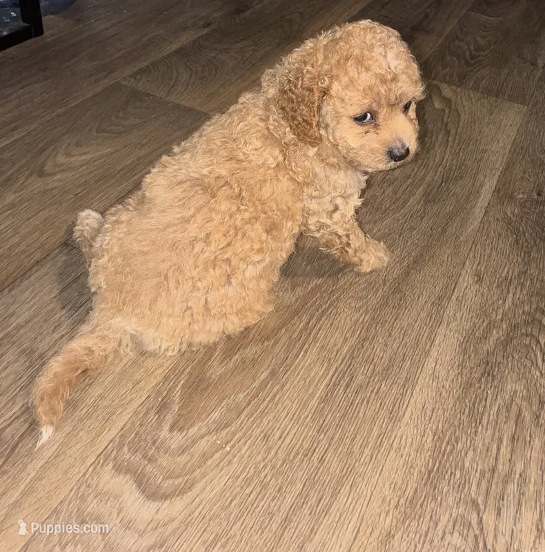 Curly – Cockapoo puppy for sale in Charleston, SC