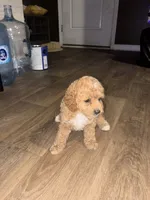 Curly, a female Cockapoo for sale in Charleston, SC – 3 of 3