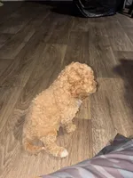 Curly, a female Cockapoo for sale in Charleston, SC – 2 of 3