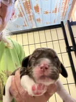 Benji, a male Cocker Spaniel for sale in Hattieville, AR – 1 of 4