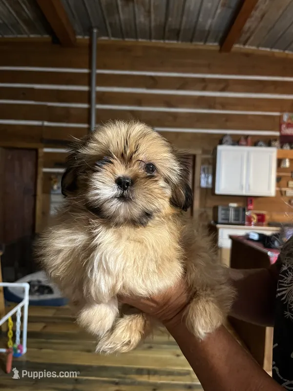 Feona – Shih Tzu puppy for sale in Hattieville, AR