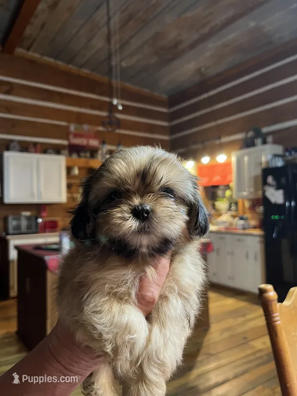 Feona – Shih Tzu puppy for sale in Hattieville, AR