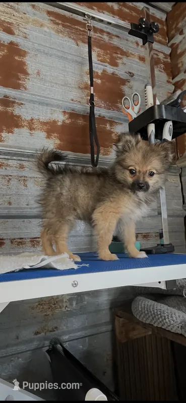 Brianna – Pomeranian puppy for sale in Hattieville, AR