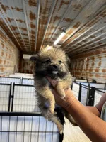 Brianna, a female Pomeranian for sale in Hattieville, AR – 1 of 2