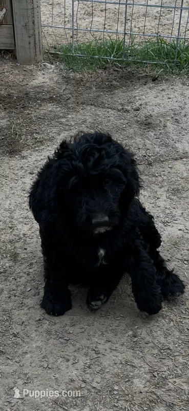 Daisy – Goldendoodle puppy for sale in Hattieville, AR