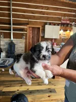 Curly, a male Shorkie for sale in Hattieville, AR – 4 of 10