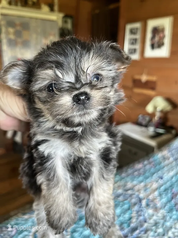 Romeo – Chorkie puppy for sale in Hattieville, AR