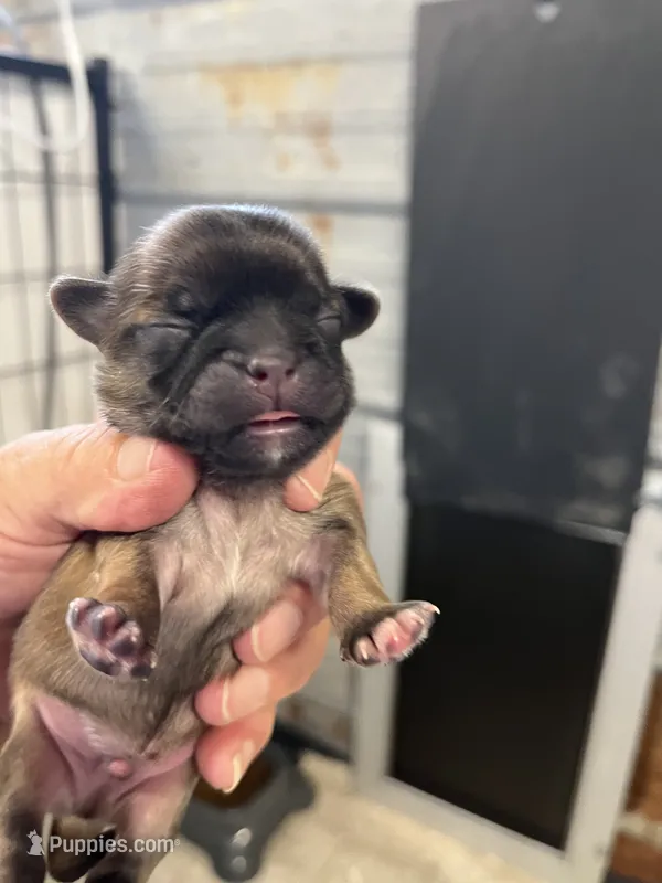 Dolly  – Shih Tzu puppy for sale in Hattieville, AR