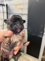Dolly , a female Shih Tzu for sale in Hattieville, AR – 1 of 2