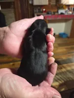 Ben, a male Yorkshire Terrier for sale in Hattieville, AR – Photo 5 of 5