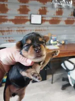 Ben, a male Yorkshire Terrier for sale in Hattieville, AR – Photo 3 of 5