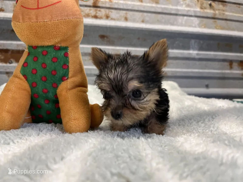 Ben – Yorkshire Terrier puppy on hold in Hattieville, AR