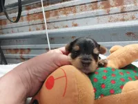 Ben, a male Yorkshire Terrier for sale in Hattieville, AR – Photo 2 of 5