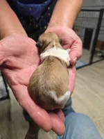 Lola, a female Shih Tzu for sale in Hattieville, AR – Photo 2 of 2