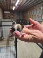 Lola, a female Shih Tzu for sale in Hattieville, AR – Photo 1 of 2