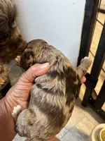 Randy, a male Cocker Spaniel for sale in Hattieville, AR – 5 of 8