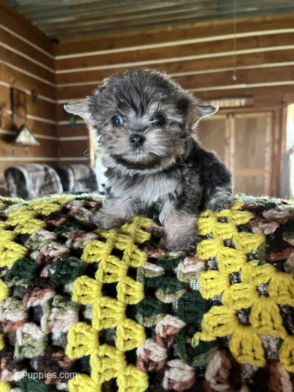 Romeo – Chorkie puppy for sale in Hattieville, AR