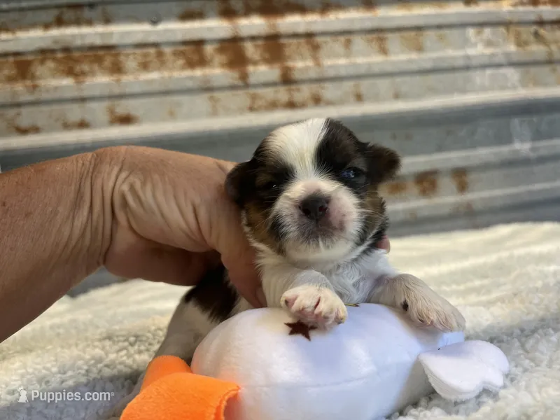 Sarah – Shorkie puppy for sale in Hattieville, AR