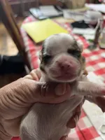 Shirley, a female Shorkie for sale in Hattieville, AR – Photo 1 of 2