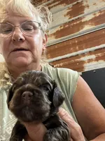 Sandy, a female Cocker Spaniel for sale in Hattieville, AR – 2 of 5