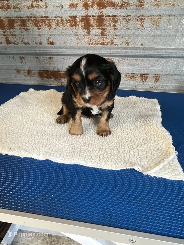 Vanna – Cavalier King Charles Spaniel puppy for sale in Hattieville, AR