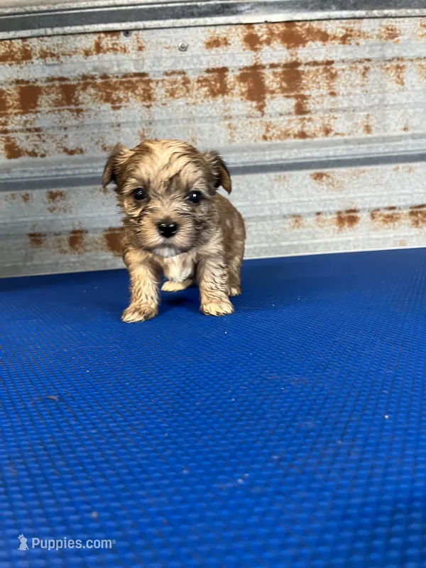 Betty – Yorkshire Terrier puppy on hold in Hattieville, AR