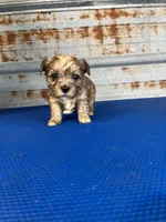 Betty, a female Yorkshire Terrier for sale in Hattieville, AR – 1 of 7
