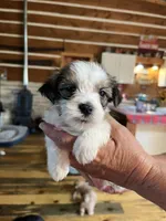Larry, a male Shorkie for sale in Hattieville, AR – 3 of 8