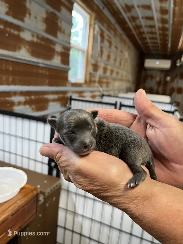 Jason – Pomeranian puppy for sale in Hattieville, AR