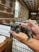 Jason, a male Pomeranian for sale in Hattieville, AR – 1 of 3