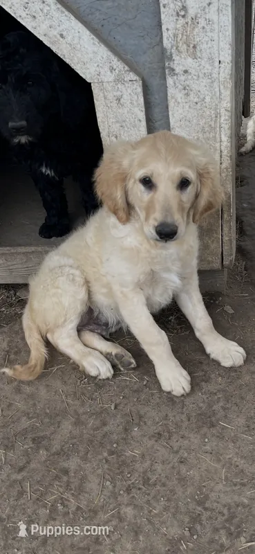 Sammy – Goldendoodle puppy for sale in Hattieville, AR