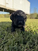 Bert, a male Goldendoodle for sale in Hattieville, AR – Photo 3 of 6