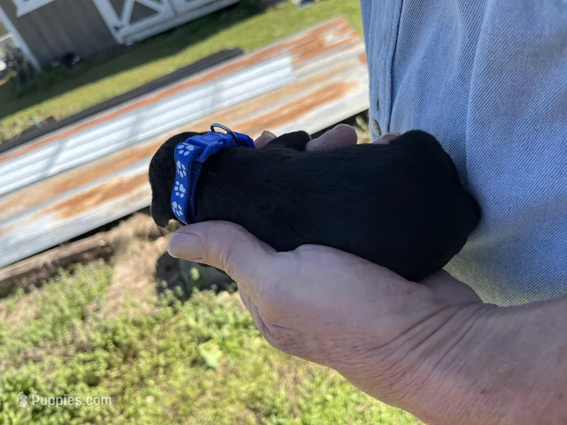 Bert – Goldendoodle puppy for sale in Hattieville, AR