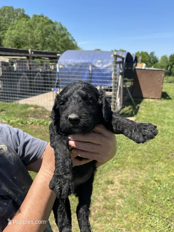 Bert – Goldendoodle puppy for sale in Hattieville, AR