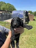 Bert, a male Goldendoodle for sale in Hattieville, AR – Photo 1 of 6