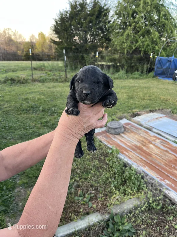 Bert – Goldendoodle puppy for sale in Hattieville, AR